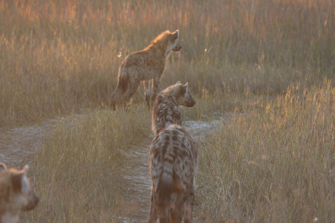 [21859] 2016_06_29_11_48_07_Africa_Canon_EOS_40D_IMG__11009.jpg