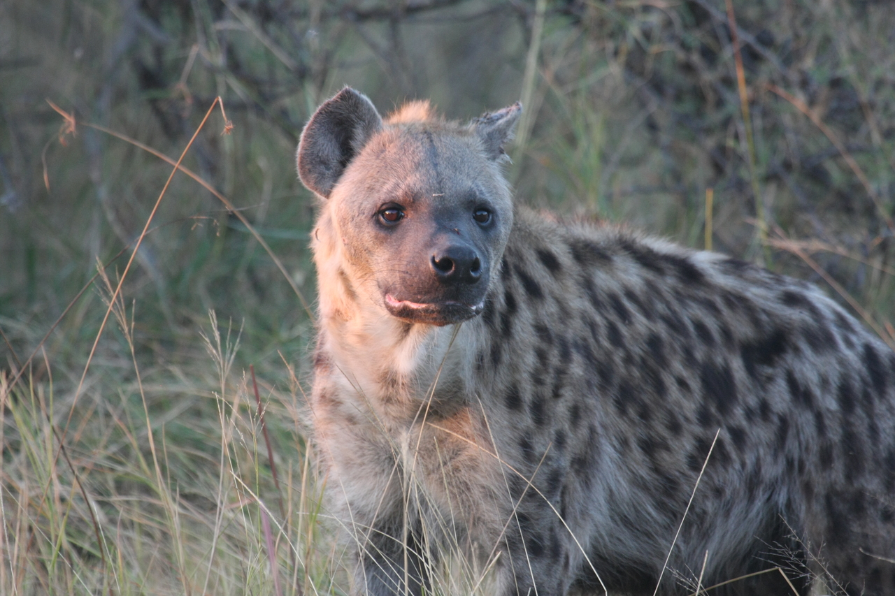 [21893] 2016_06_29_11_51_11_Africa_Canon_EOS_40D_IMG__11022.jpg