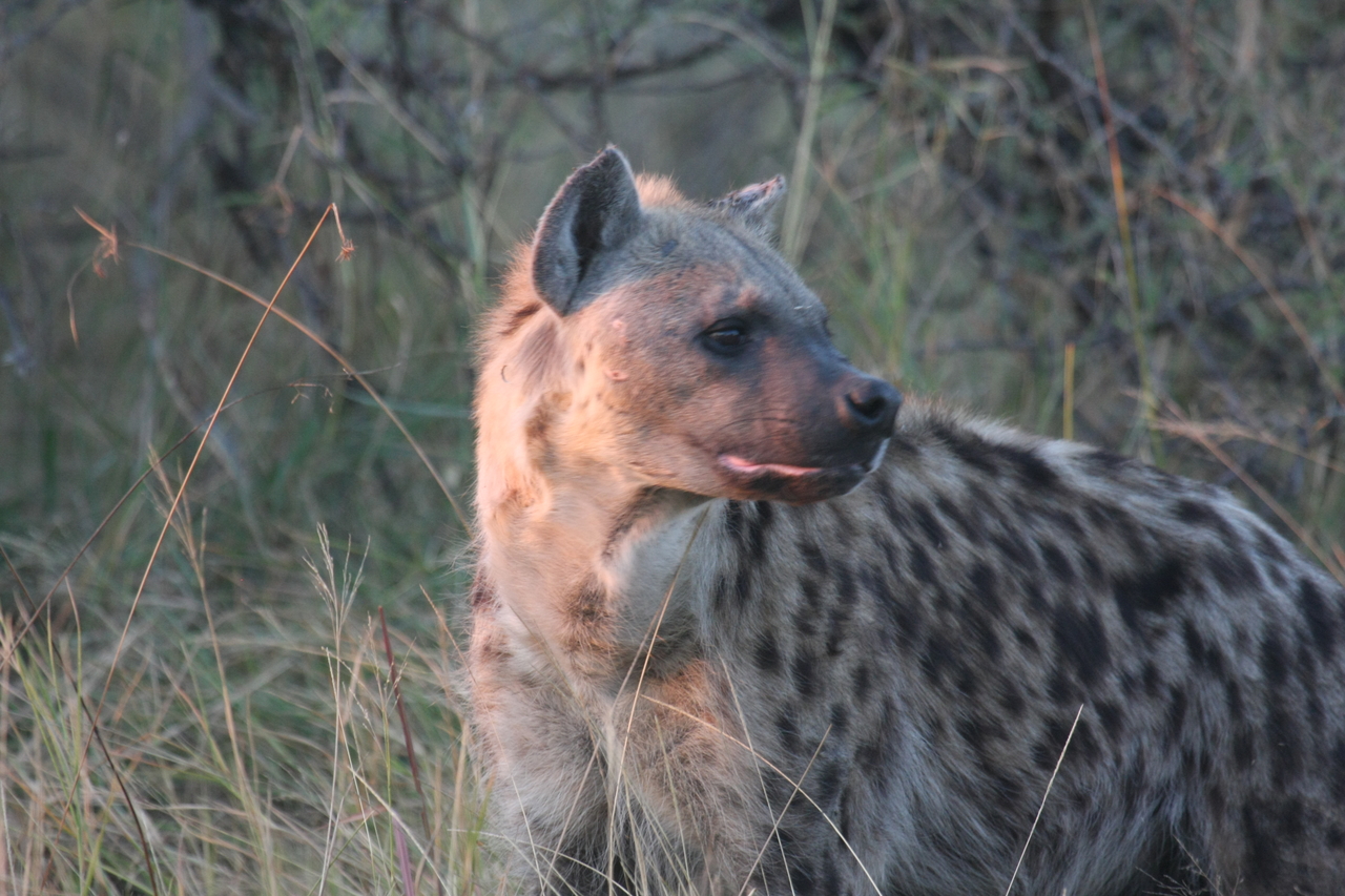 [21896] 2016_06_29_11_51_12_Africa_Canon_EOS_40D_IMG__11023.jpg