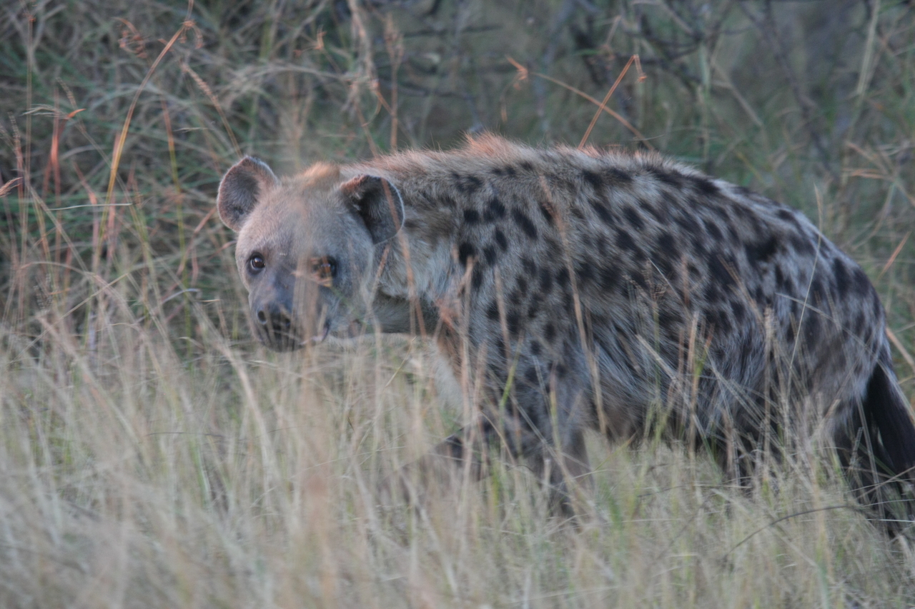 [21897] 2016_06_29_11_51_15_Africa_Canon_EOS_40D_IMG__00337.jpg