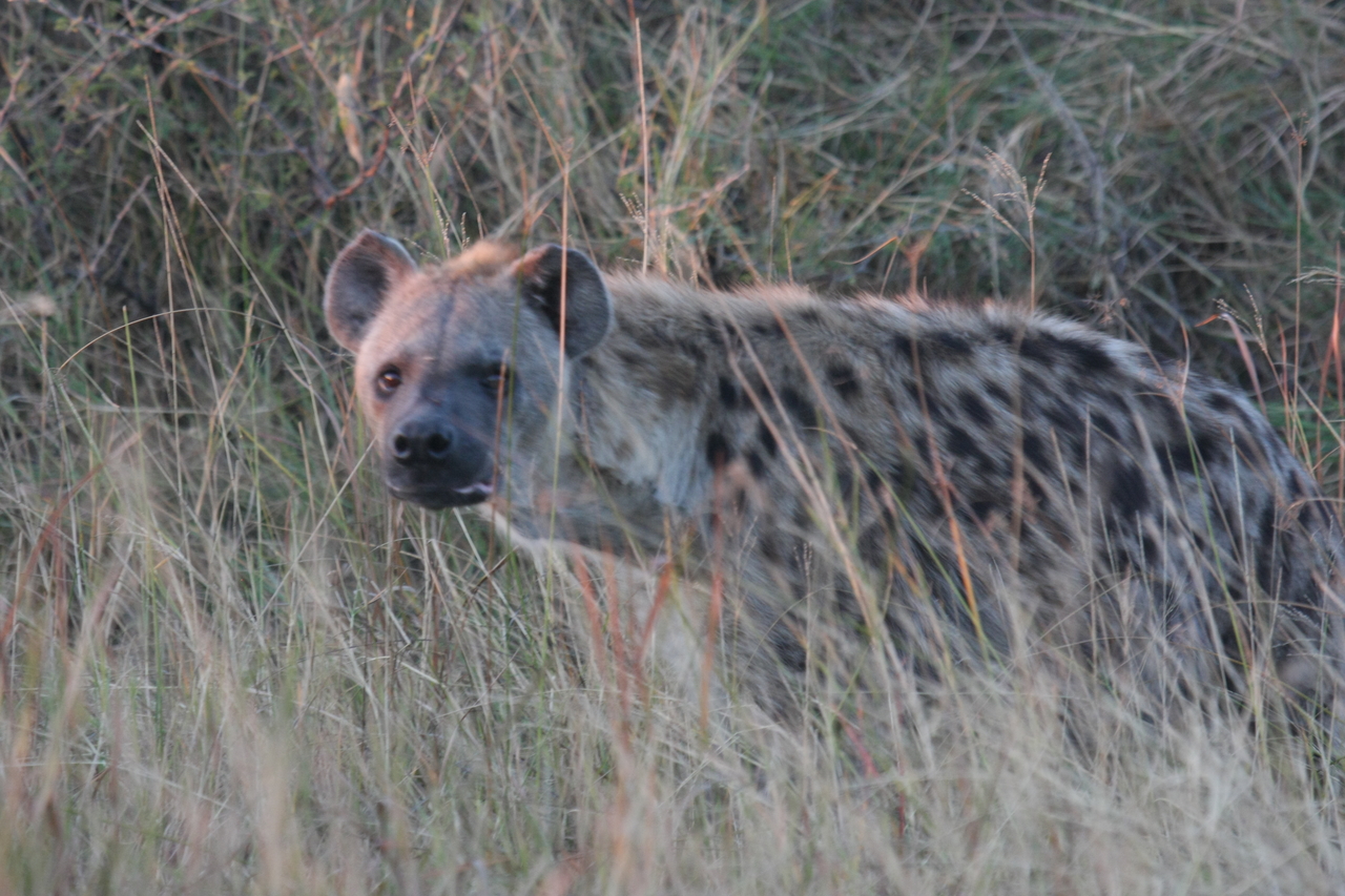 [21905] 2016_06_29_11_51_16_Africa_Canon_EOS_40D_IMG__00341.jpg