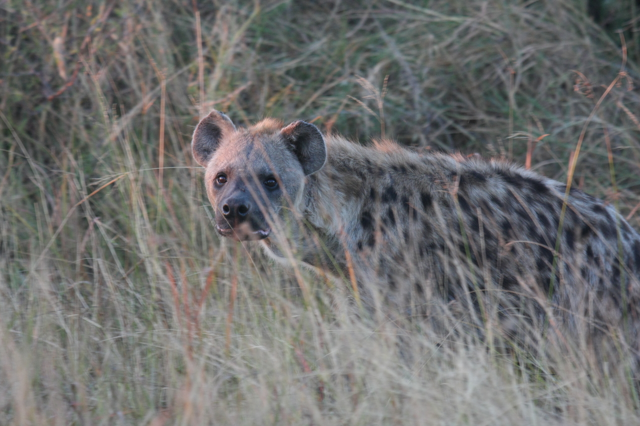 [21907] 2016_06_29_11_51_16_Africa_Canon_EOS_40D_IMG__03582.jpg