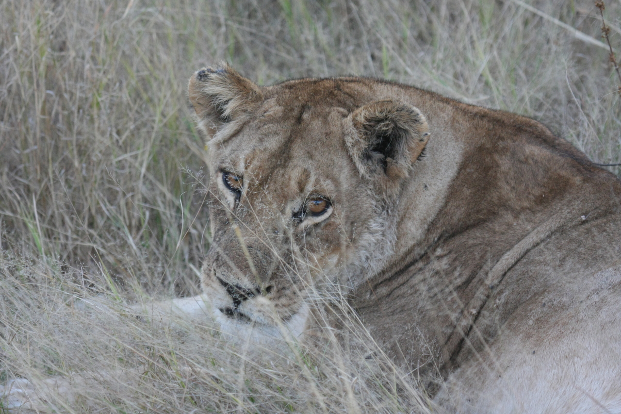 [21921] 2016_06_29_11_57_05_Africa_Canon_EOS_40D_IMG__00345.jpg