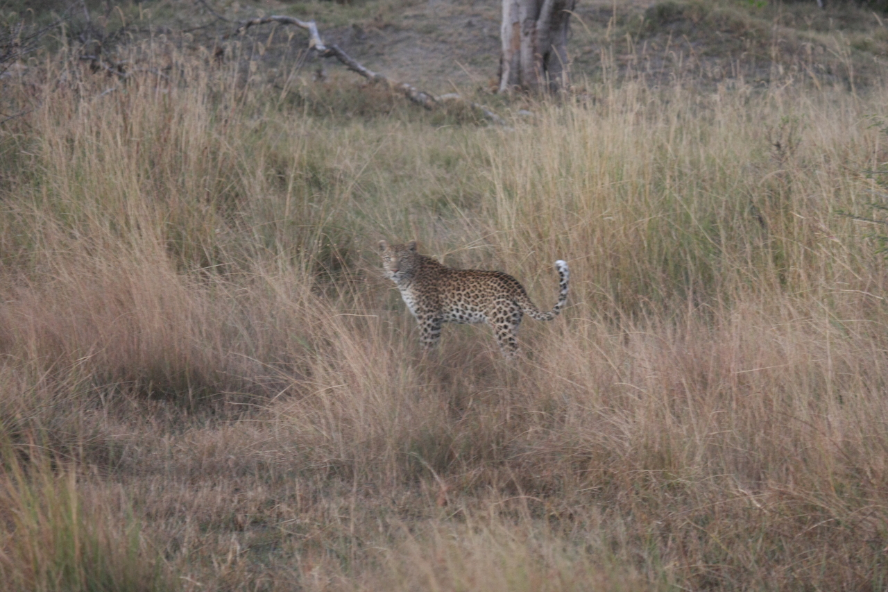 [21929] 2016_06_29_12_08_41_Africa_Canon_EOS_40D_IMG__00348.jpg