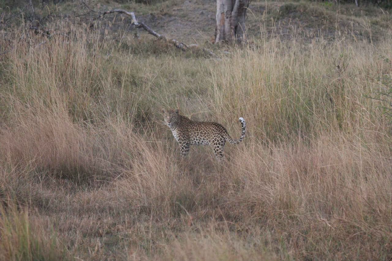 [21934] 2016_06_29_12_08_42_Africa_Canon_EOS_40D_IMG__11038.jpg