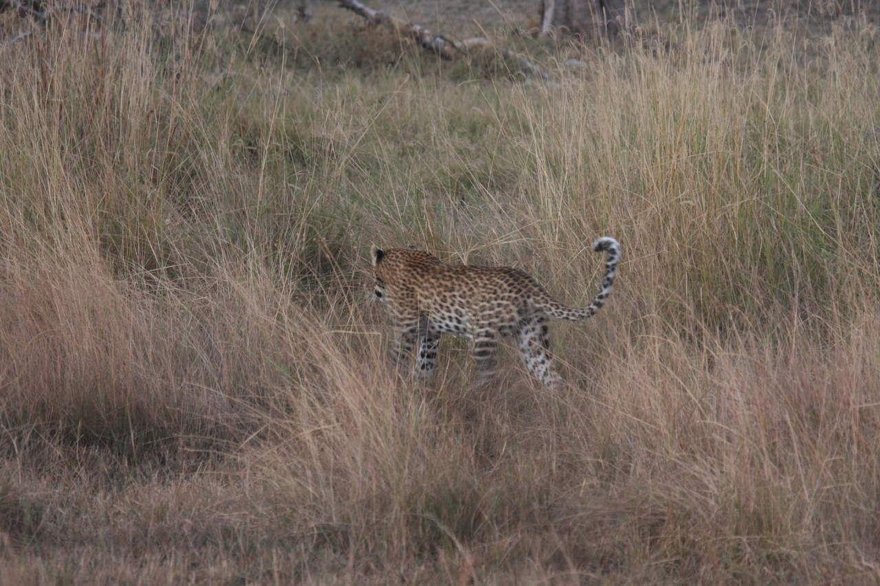 [21936] 2016_06_29_12_08_44_Africa_Canon_EOS_40D_IMG__00351.jpg