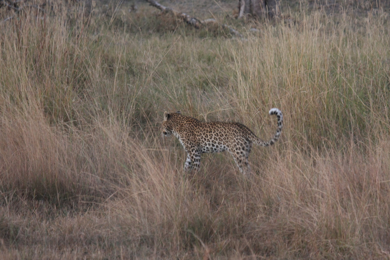 [21938] 2016_06_29_12_08_44_Africa_Canon_EOS_40D_IMG__03592.jpg