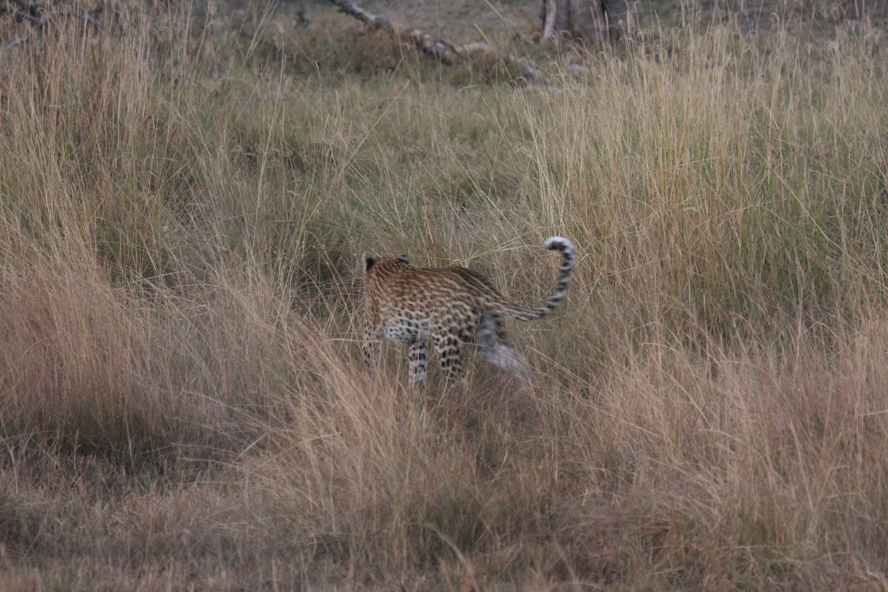 [21943] 2016_06_29_12_08_44_Africa_Canon_EOS_40D_IMG__11041.jpg