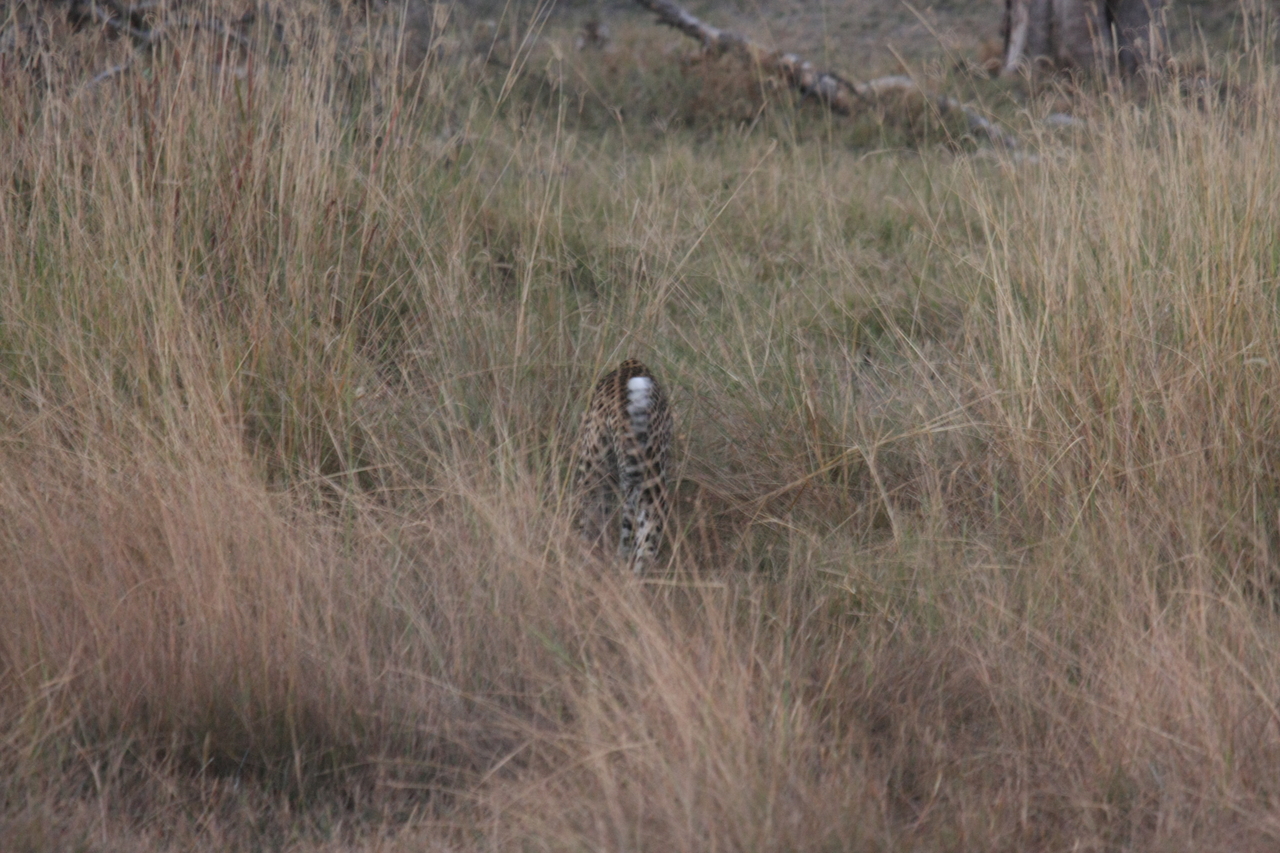 [21952] 2016_06_29_12_08_47_Africa_Canon_EOS_40D_IMG__03598.jpg