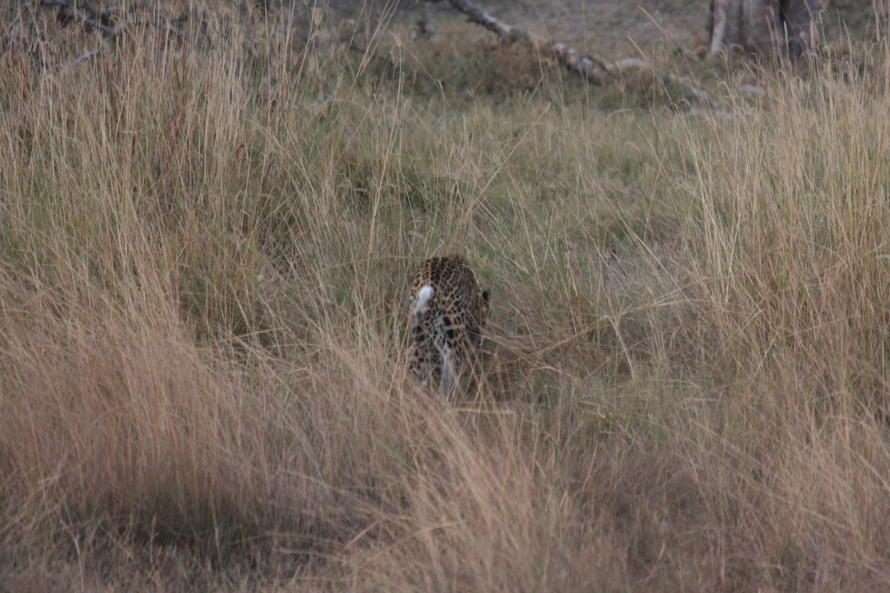 [21960] 2016_06_29_12_08_48_Africa_Canon_EOS_40D_IMG__11046.jpg