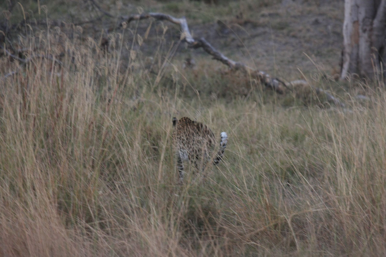 [21979] 2016_06_29_12_08_55_Africa_Canon_EOS_40D_IMG__11054.jpg