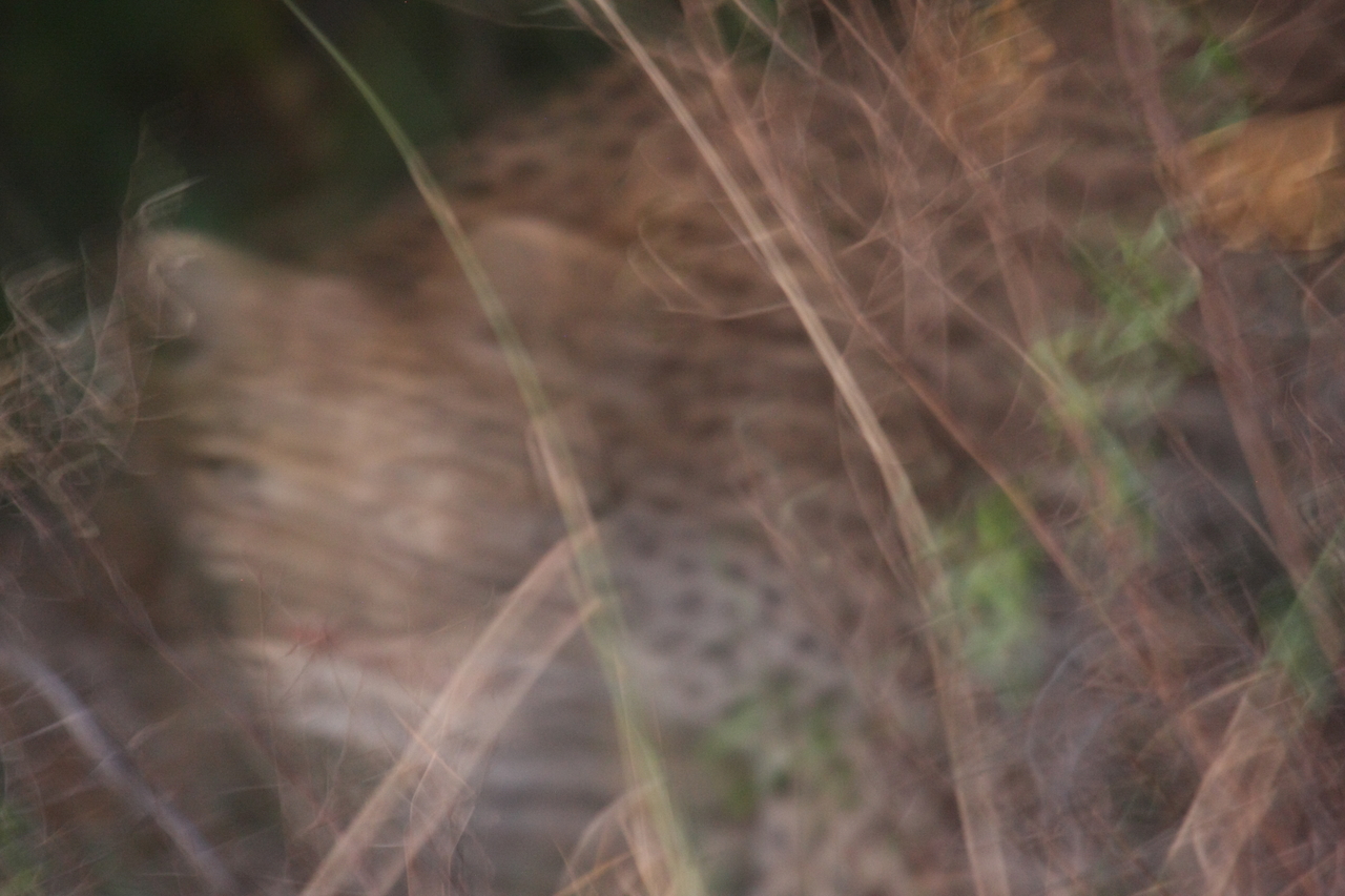 [21985] 2016_06_29_12_11_40_Africa_Canon_EOS_40D_IMG__11056.jpg