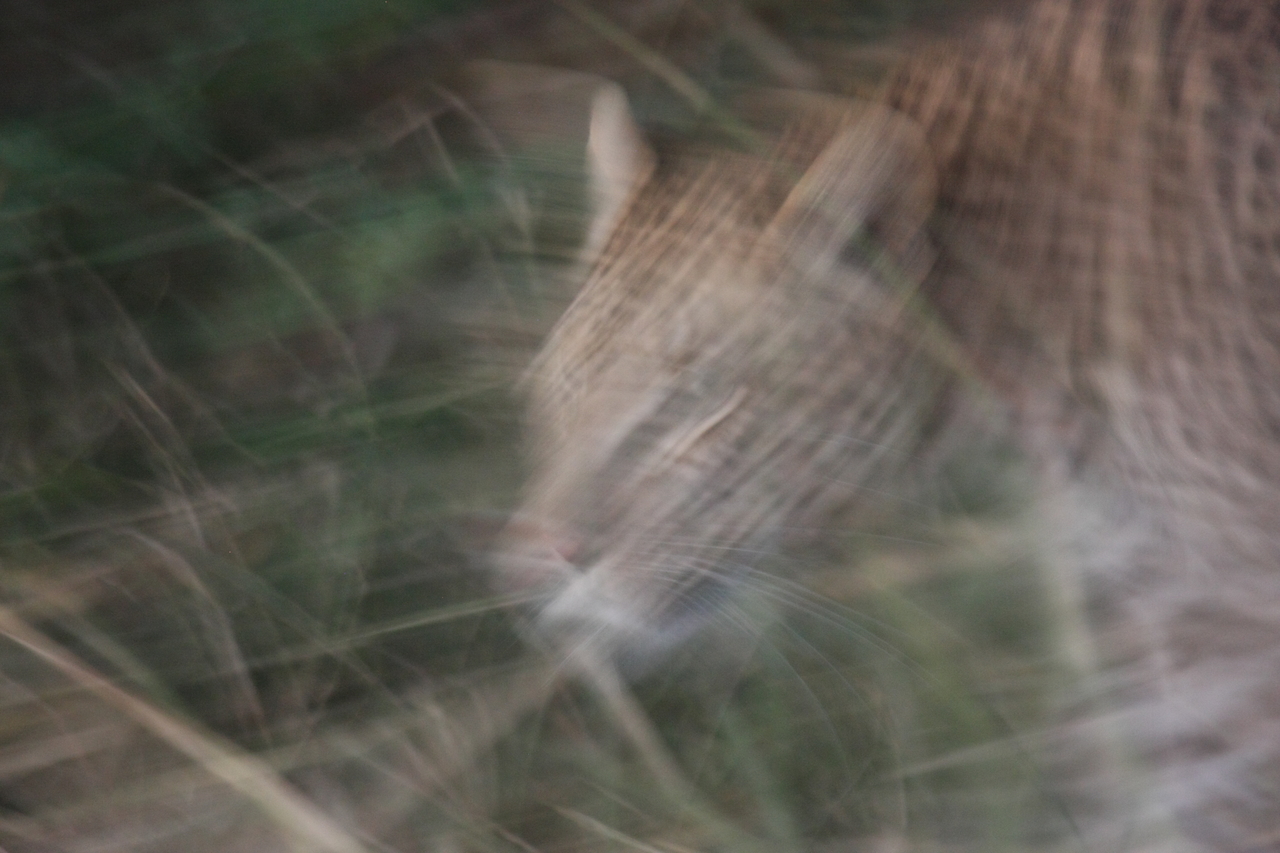 [21987] 2016_06_29_12_11_41_Africa_Canon_EOS_40D_IMG__00370.jpg