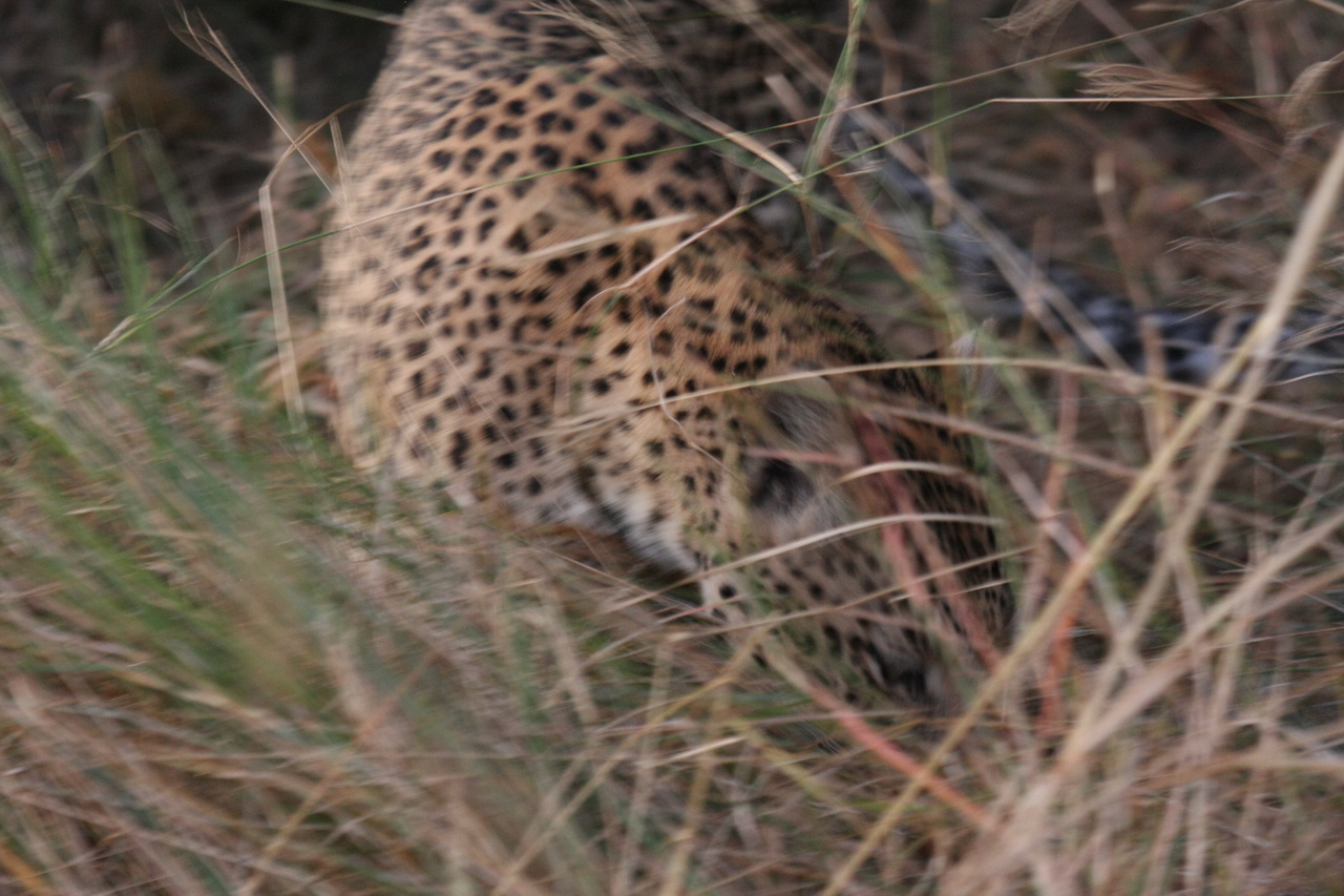 [21995] 2016_06_29_12_11_52_Africa_Canon_EOS_40D_IMG__03614.jpg