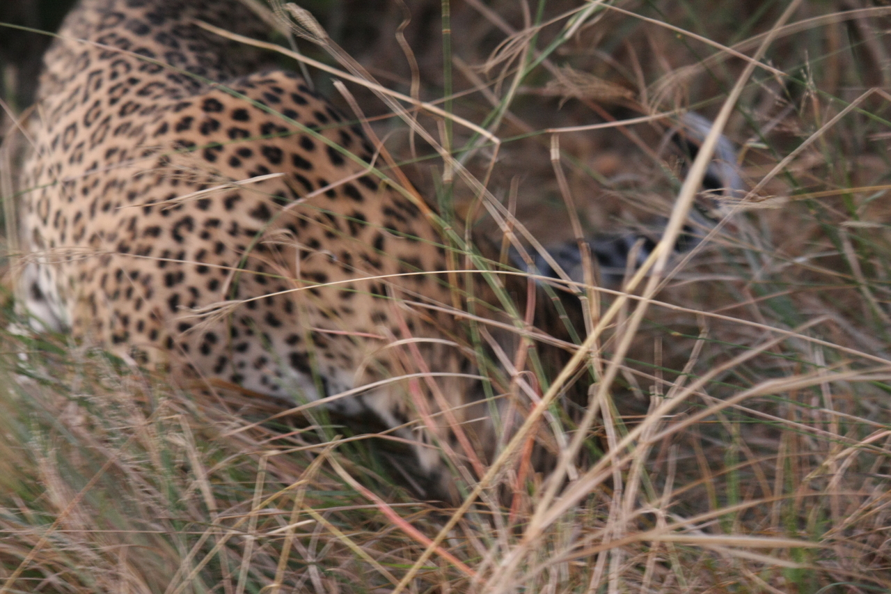 [22000] 2016_06_29_12_11_54_Africa_Canon_EOS_40D_IMG__11062.jpg