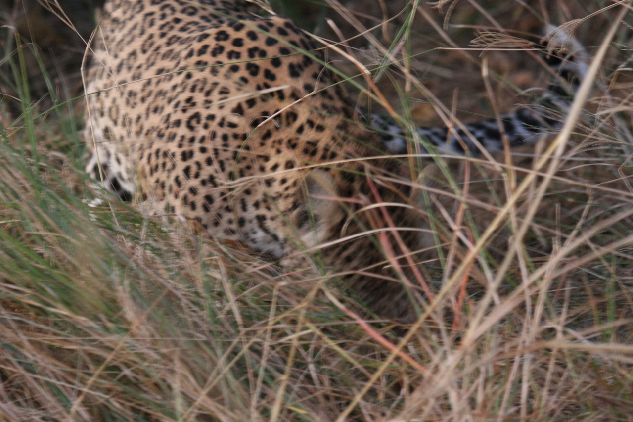 [22004] 2016_06_29_12_11_58_Africa_Canon_EOS_40D_IMG__00375.jpg