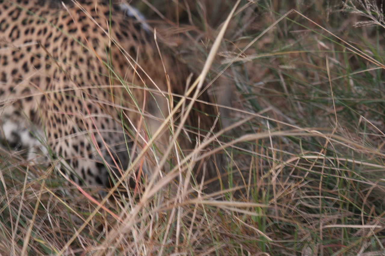 [22007] 2016_06_29_12_12_00_Africa_Canon_EOS_40D_IMG__00376.jpg