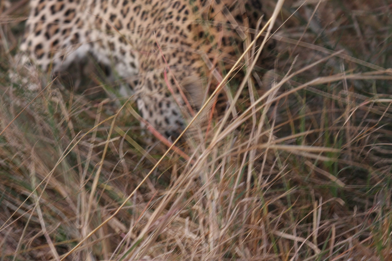 [22011] 2016_06_29_12_12_03_Africa_Canon_EOS_40D_IMG__00378.jpg