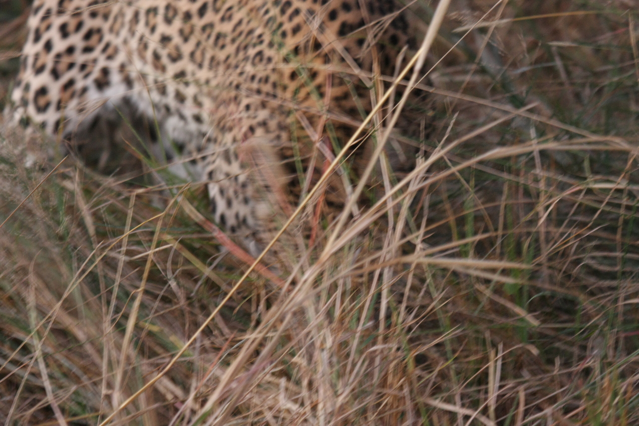 [22014] 2016_06_29_12_12_03_Africa_Canon_EOS_40D_IMG__11066.jpg