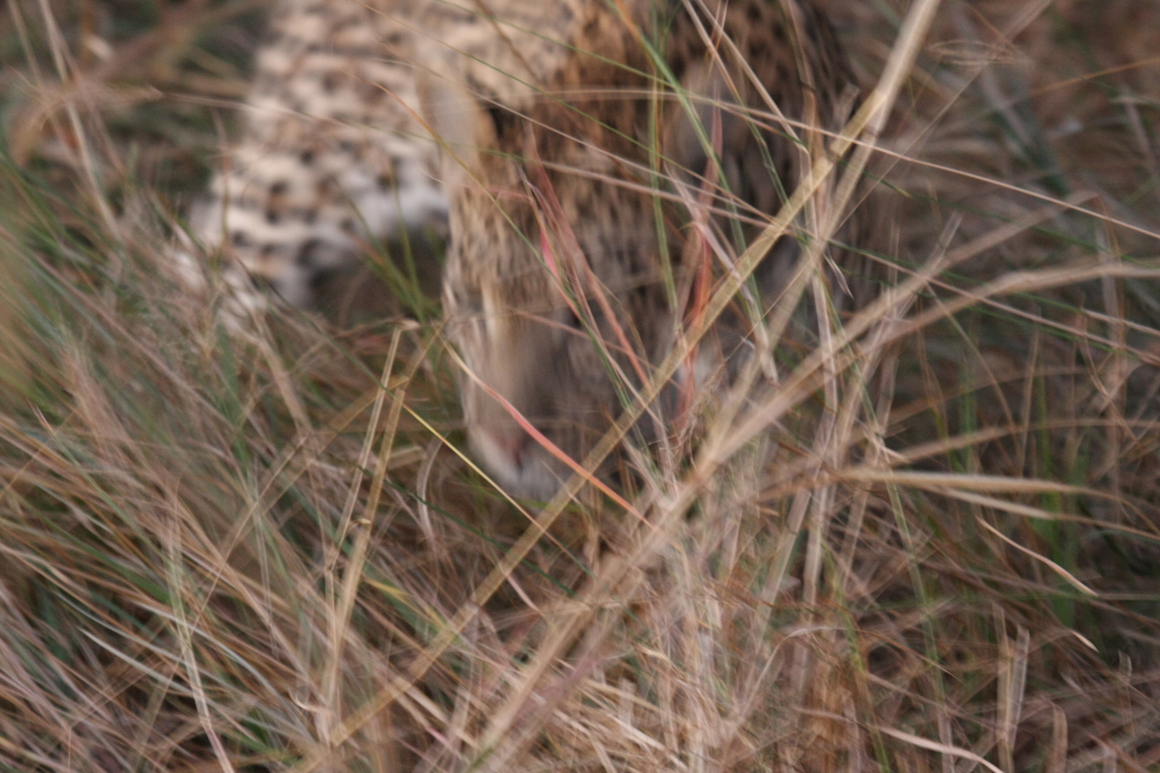 [22019] 2016_06_29_12_12_06_Africa_Canon_EOS_40D_IMG__03621.jpg