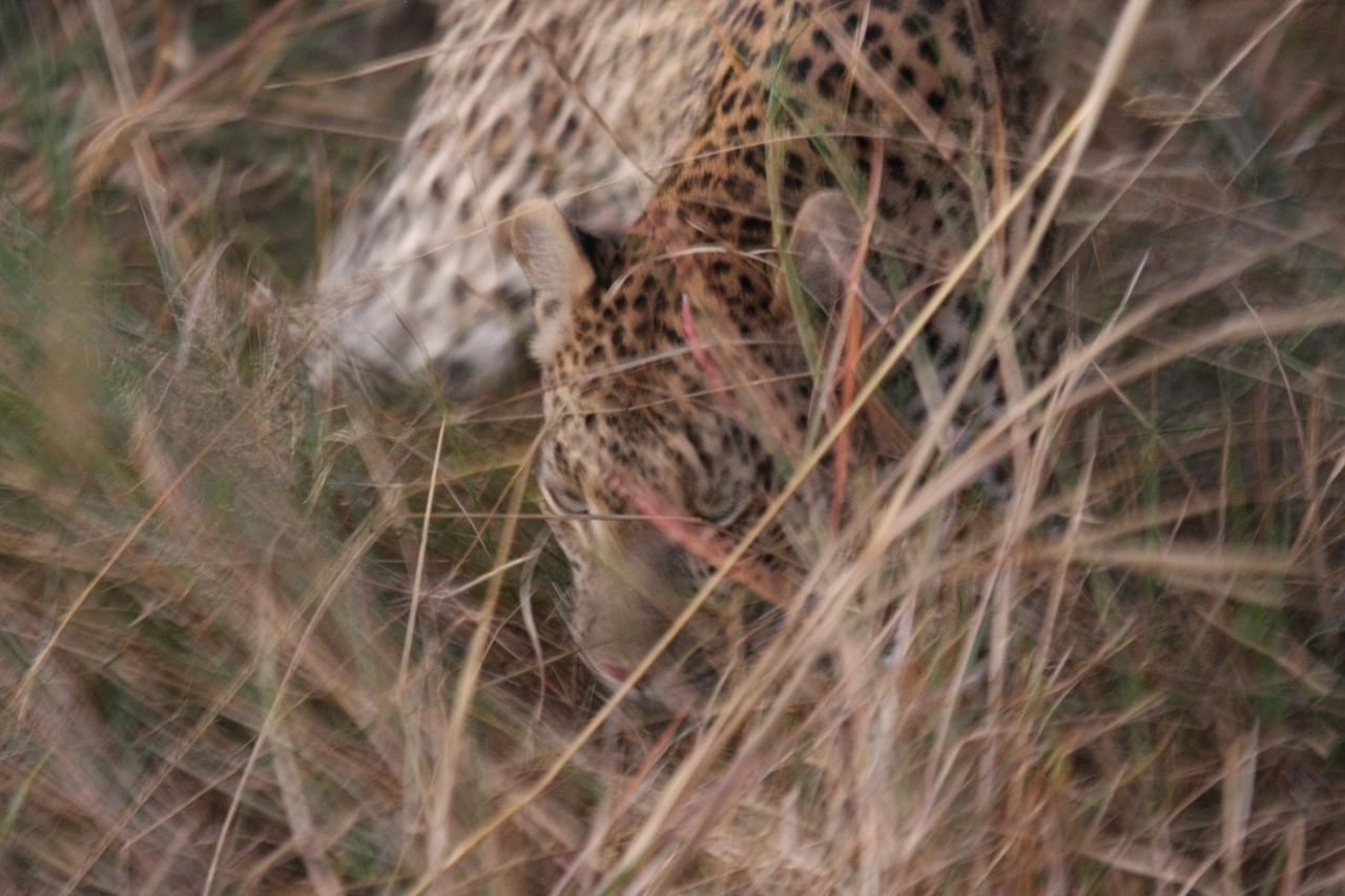 [22020] 2016_06_29_12_12_06_Africa_Canon_EOS_40D_IMG__03623.jpg