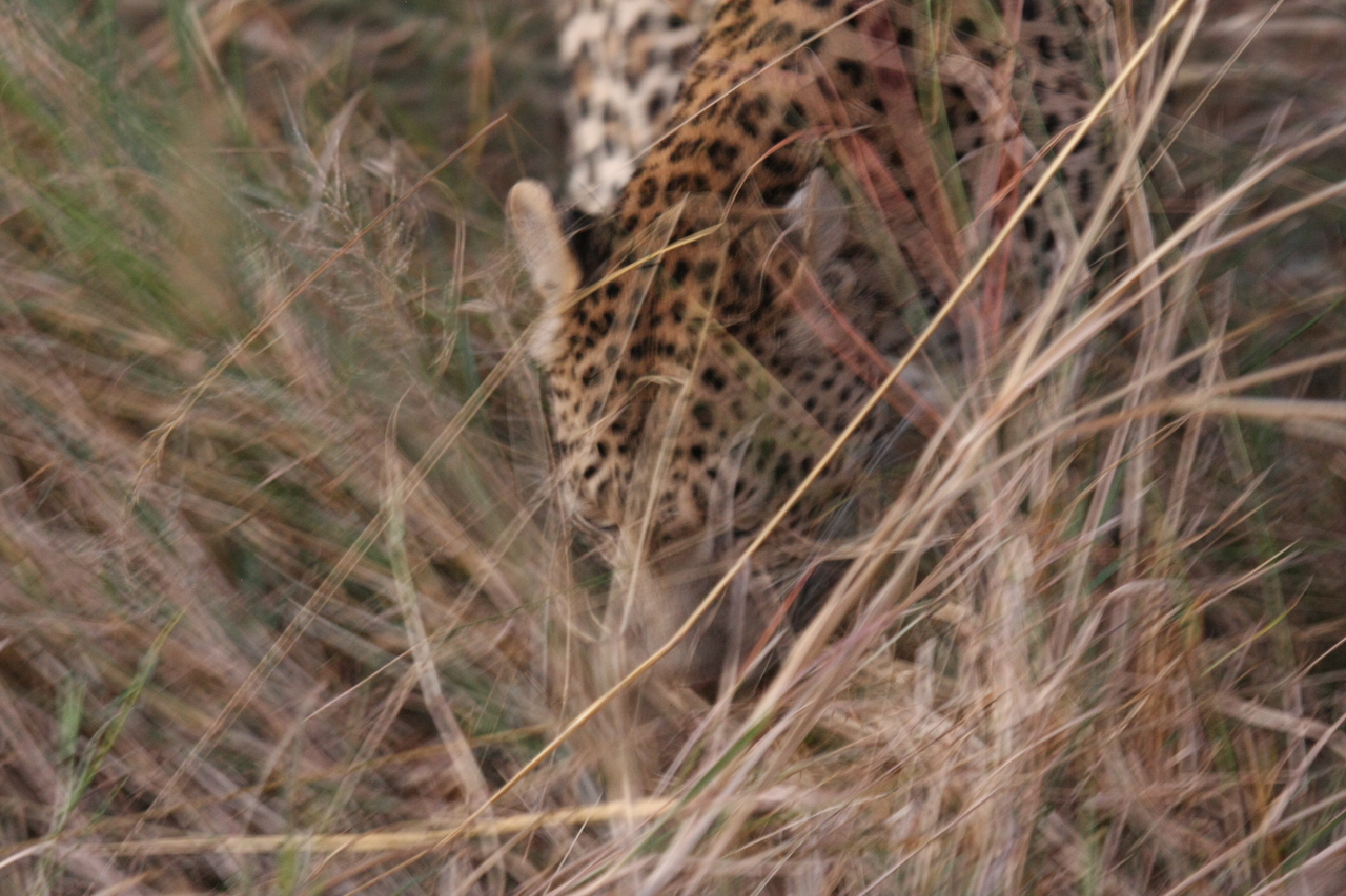 [22025] 2016_06_29_12_12_07_Africa_Canon_EOS_40D_IMG__00383.jpg