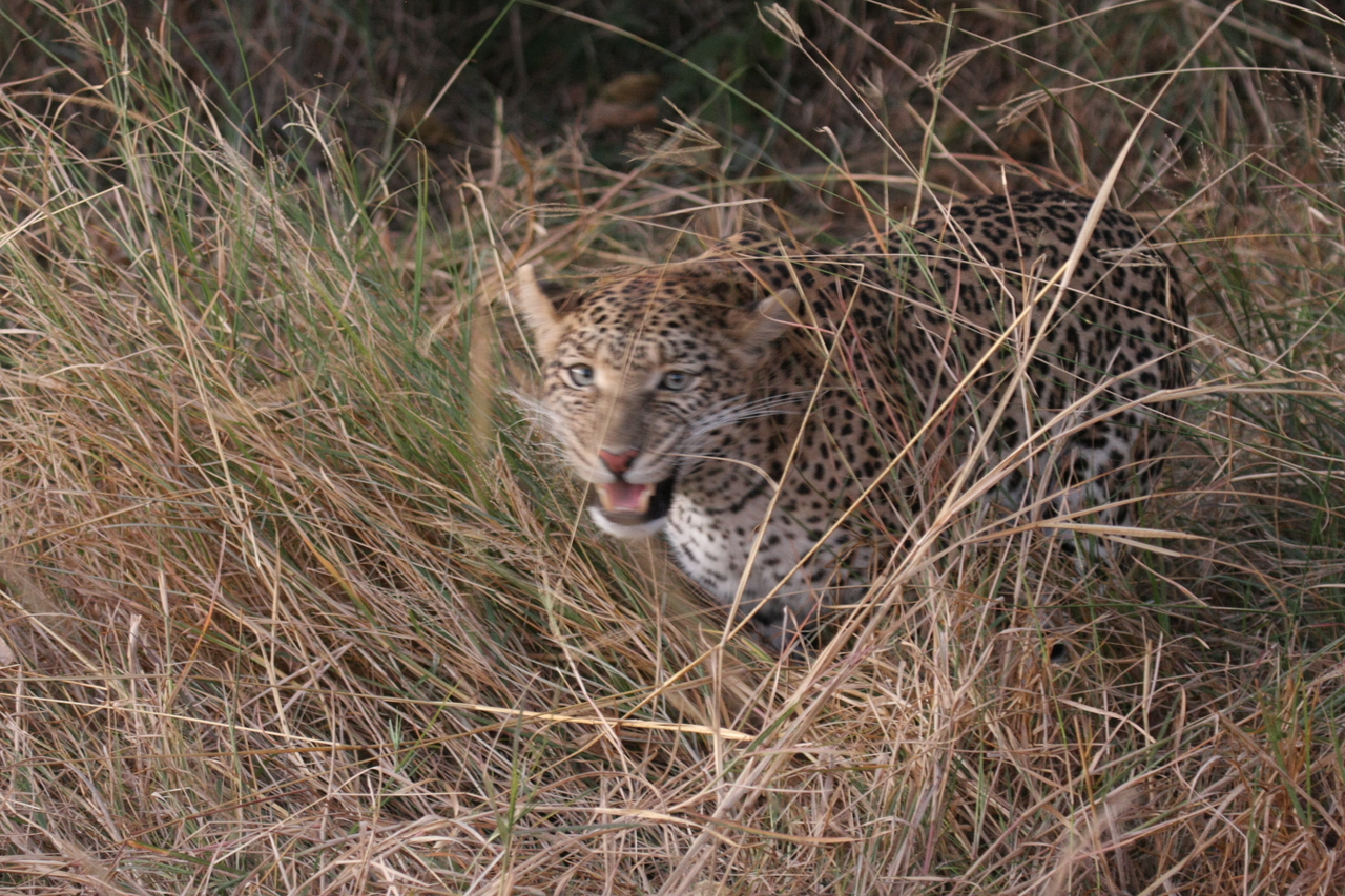 [22042] 2016_06_29_12_12_28_Africa_Canon_EOS_40D_IMG__00390.jpg