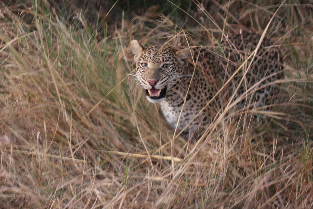 [22046] 2016_06_29_12_12_28_Africa_Canon_EOS_40D_IMG__11077.jpg