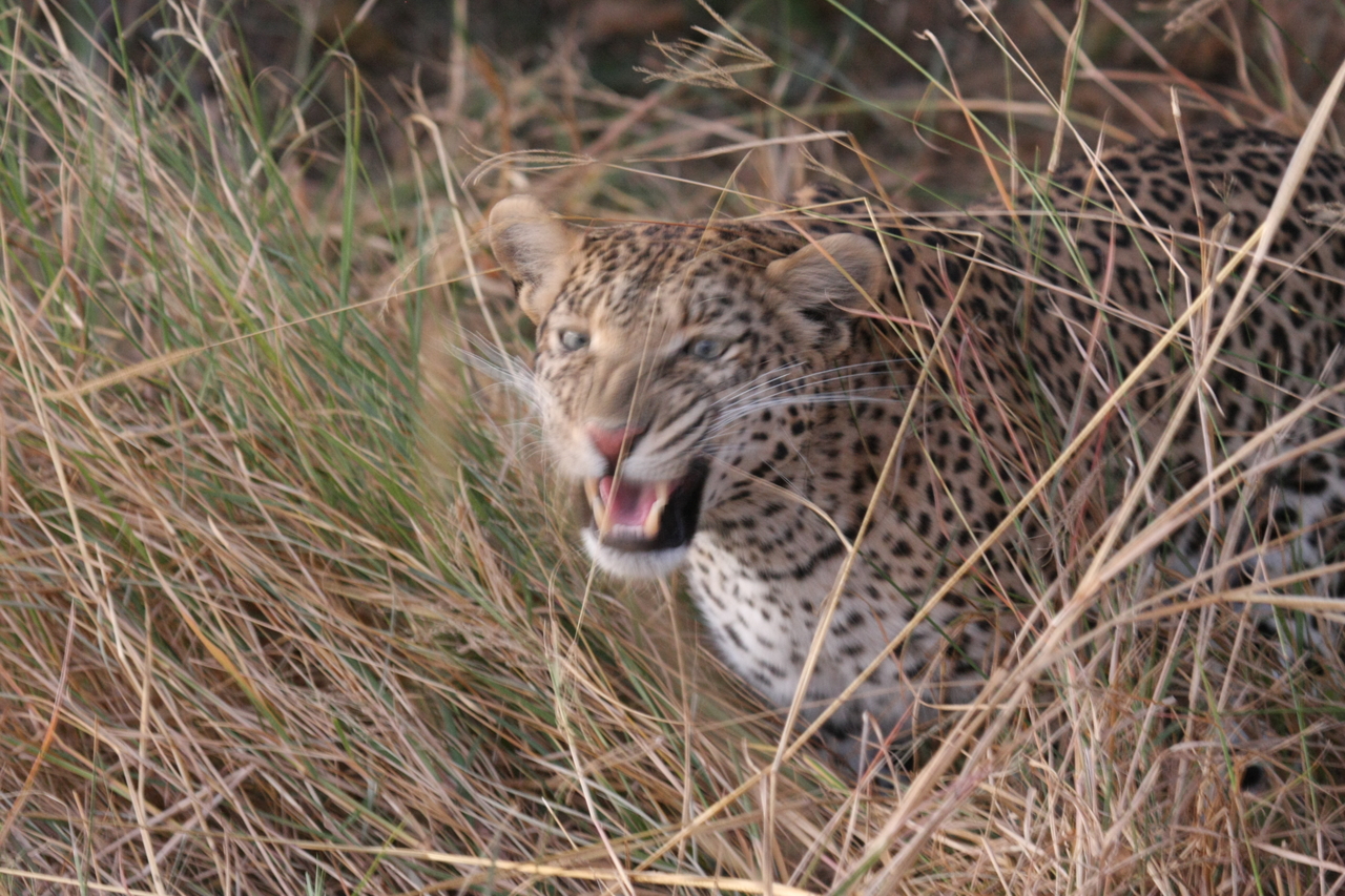 [22056] 2016_06_29_12_12_31_Africa_Canon_EOS_40D_IMG__00395.jpg