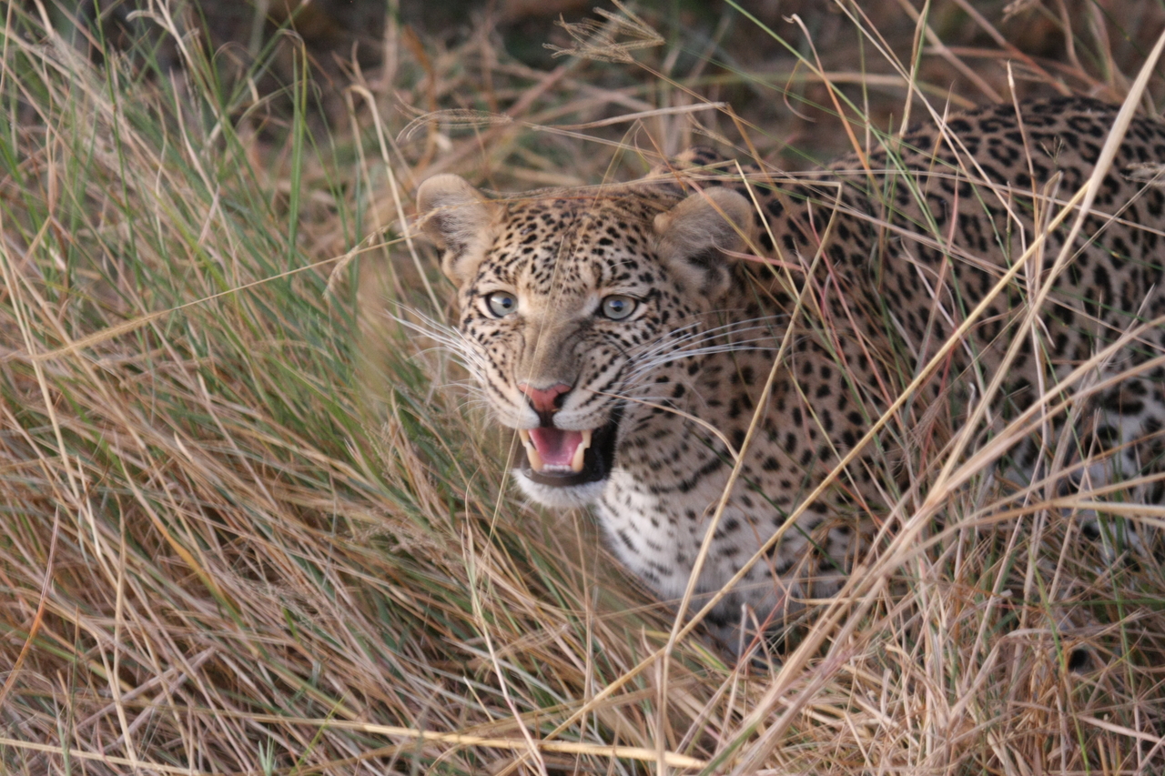 [22058] 2016_06_29_12_12_31_Africa_Canon_EOS_40D_IMG__03636.jpg