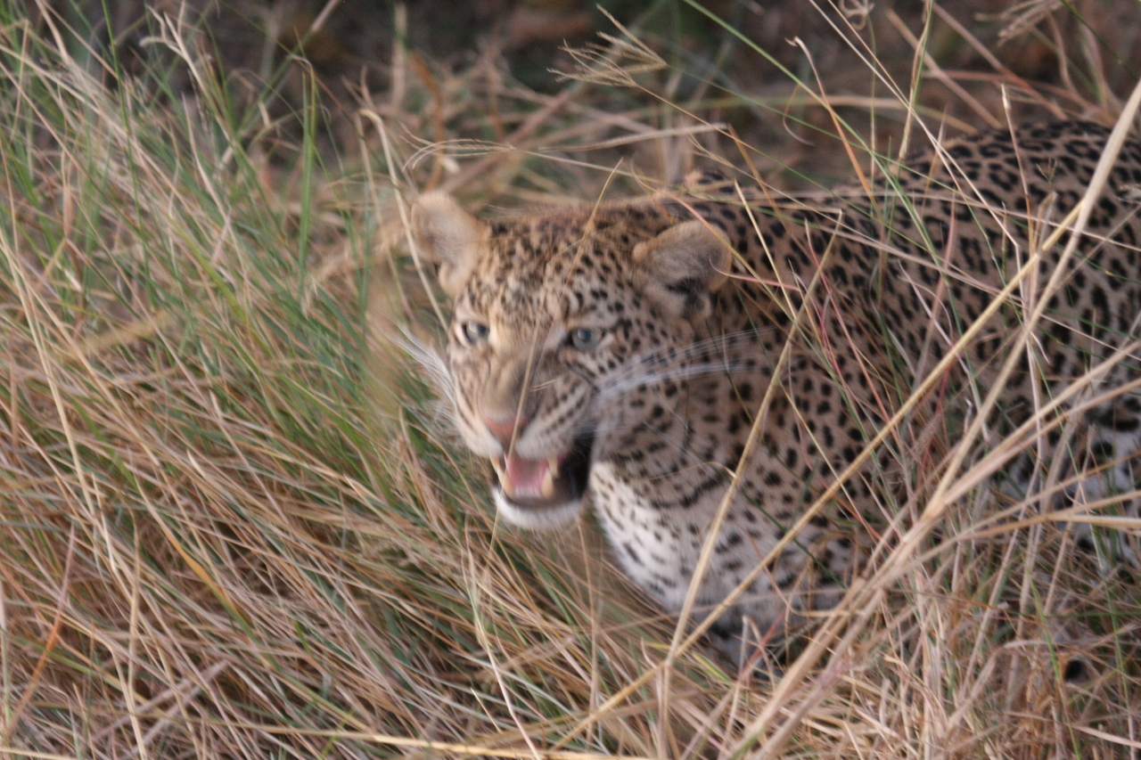 [22063] 2016_06_29_12_12_31_Africa_Canon_EOS_40D_IMG__11085.jpg