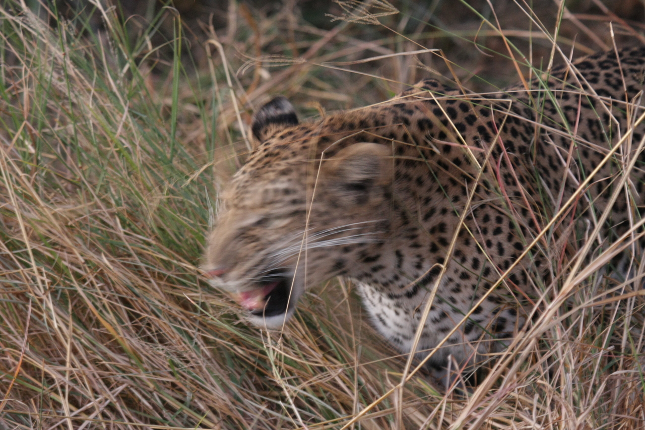 [22070] 2016_06_29_12_12_34_Africa_Canon_EOS_40D_IMG__00399.jpg