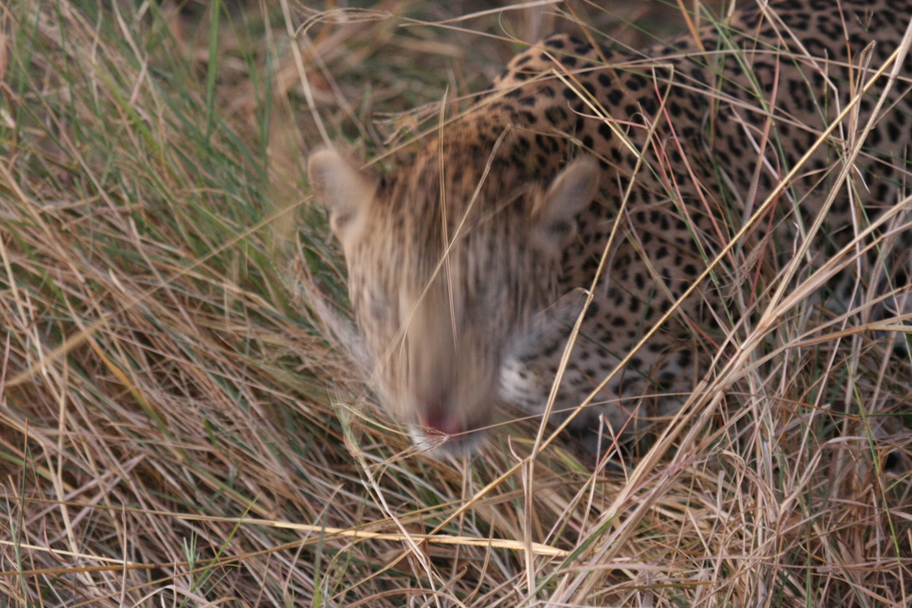 [22087] 2016_06_29_12_12_38_Africa_Canon_EOS_40D_IMG__11094.jpg