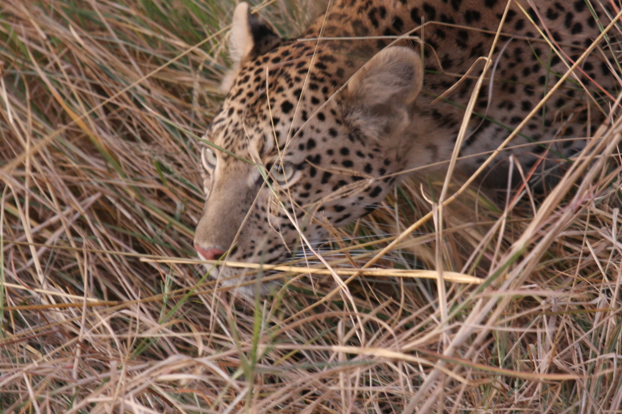 [22090] 2016_06_29_12_12_57_Africa_Canon_EOS_40D_IMG__11095.jpg