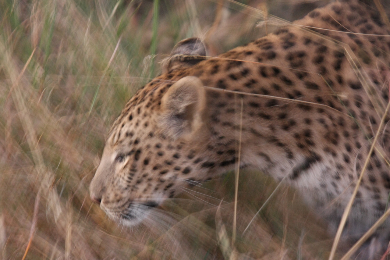 [22092] 2016_06_29_12_13_00_Africa_Canon_EOS_40D_IMG__03649.jpg