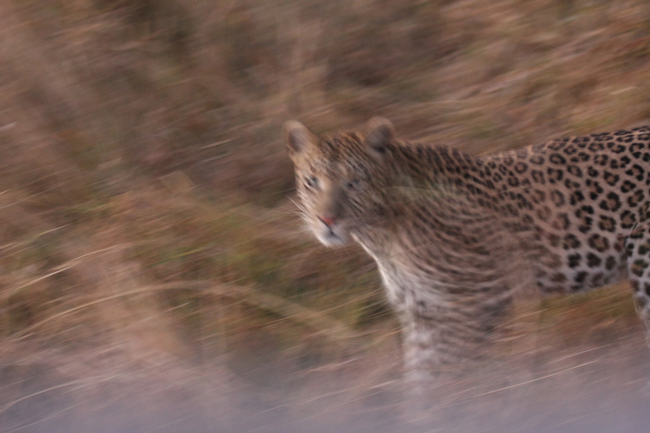 [22098] 2016_06_29_12_13_13_Africa_Canon_EOS_40D_IMG__11097.jpg