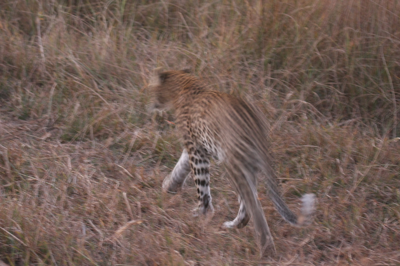 [22102] 2016_06_29_12_13_22_Africa_Canon_EOS_40D_IMG__11099.jpg