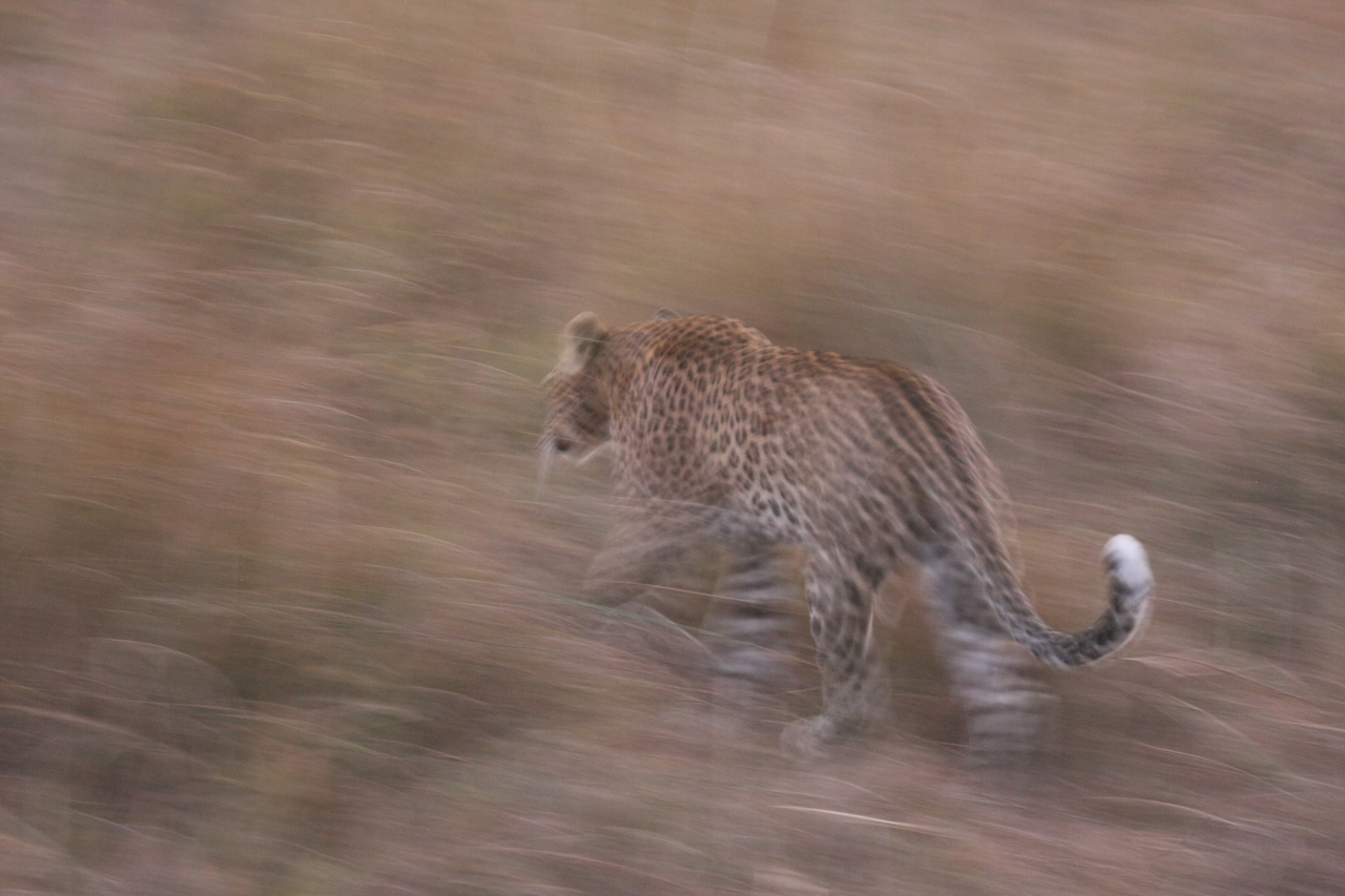 [22113] 2016_06_29_12_13_27_Africa_Canon_EOS_40D_IMG__03657.jpg