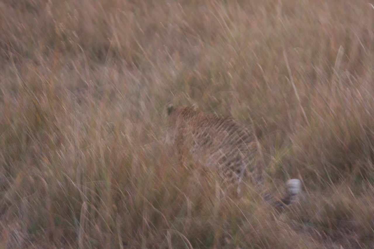 [22115] 2016_06_29_12_13_29_Africa_Canon_EOS_40D_IMG__00416.jpg