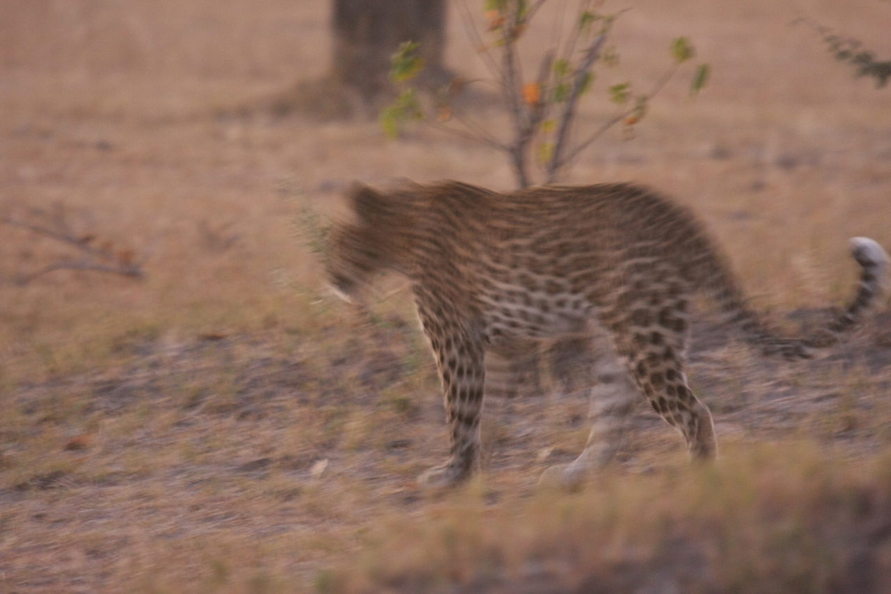 [22118] 2016_06_29_12_14_44_Africa_Canon_EOS_40D_IMG__00417.jpg