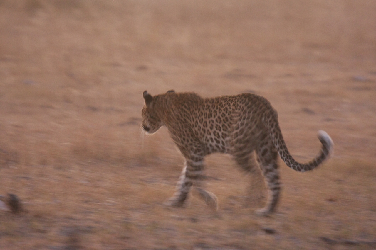 [22125] 2016_06_29_12_14_47_Africa_Canon_EOS_40D_IMG__03661.jpg