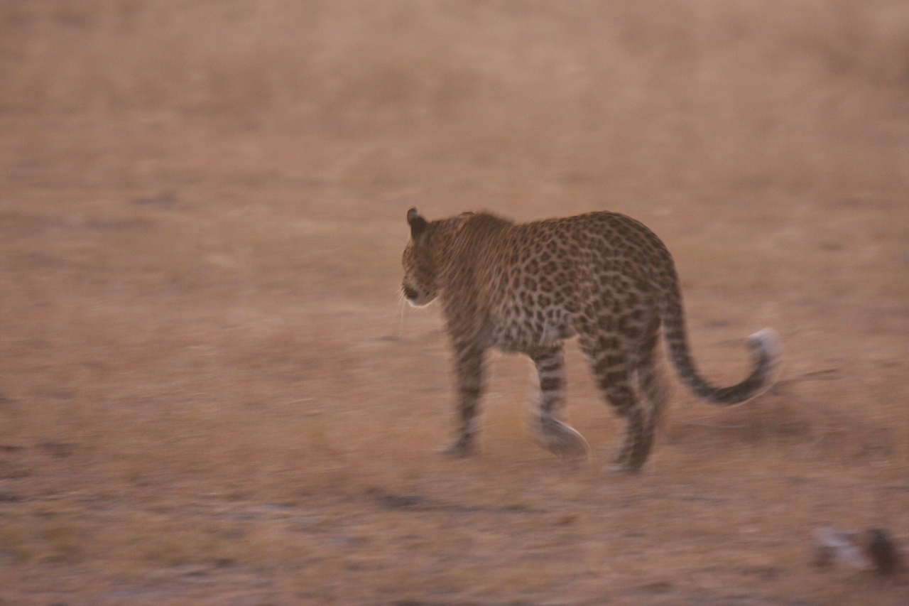 [22130] 2016_06_29_12_14_51_Africa_Canon_EOS_40D_IMG__00421.jpg