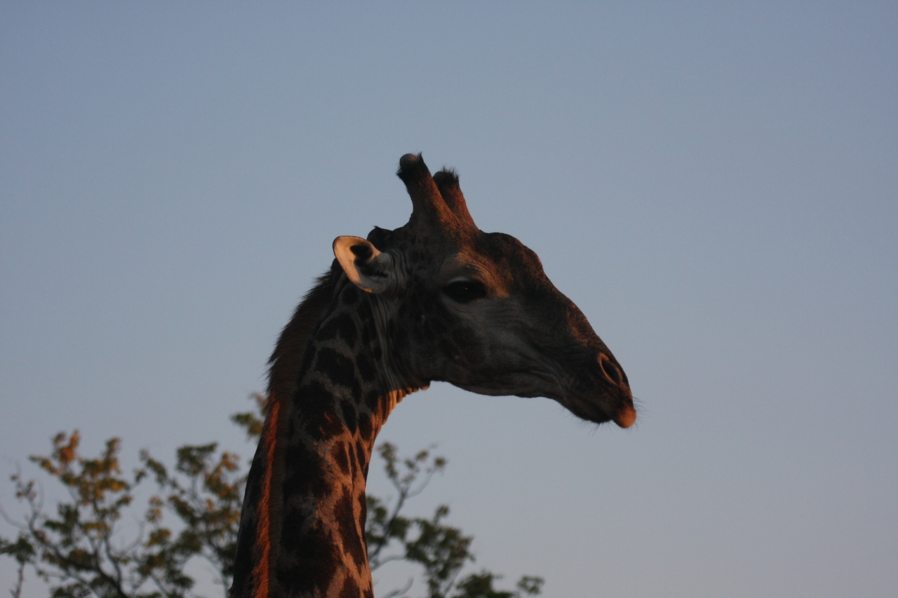 [22418] 2016_06_30_01_20_32_Africa_Canon_EOS_40D_IMG__00001.jpg