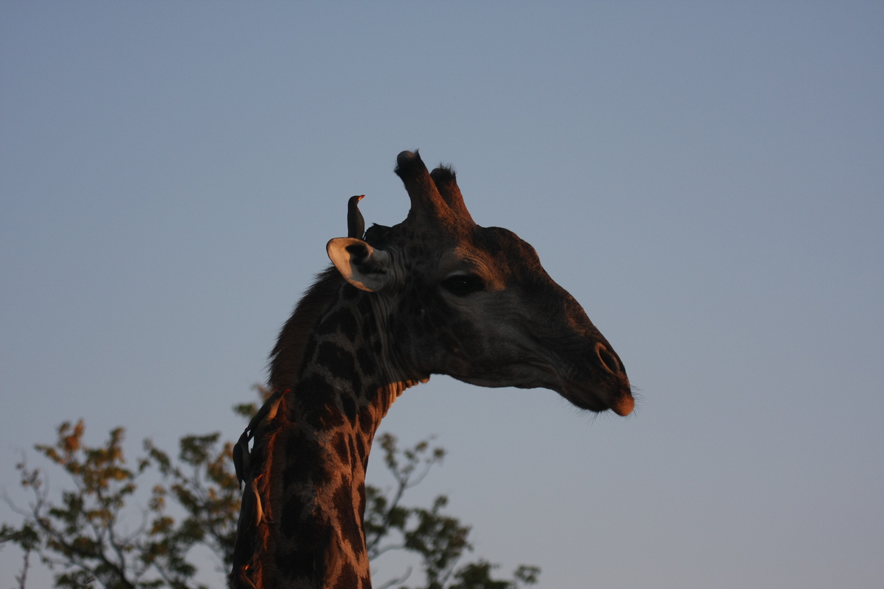 [22430] 2016_06_30_01_20_37_Africa_Canon_EOS_40D_IMG__03950.jpg