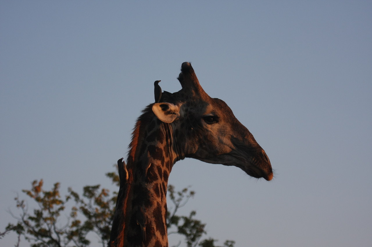 [22435] 2016_06_30_01_20_37_Africa_Canon_EOS_40D_IMG__11619.jpg