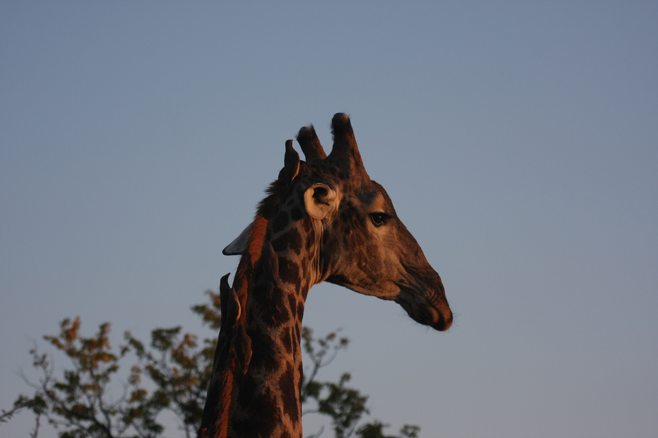 [22440] 2016_06_30_01_20_38_Africa_Canon_EOS_40D_IMG__11730.jpg