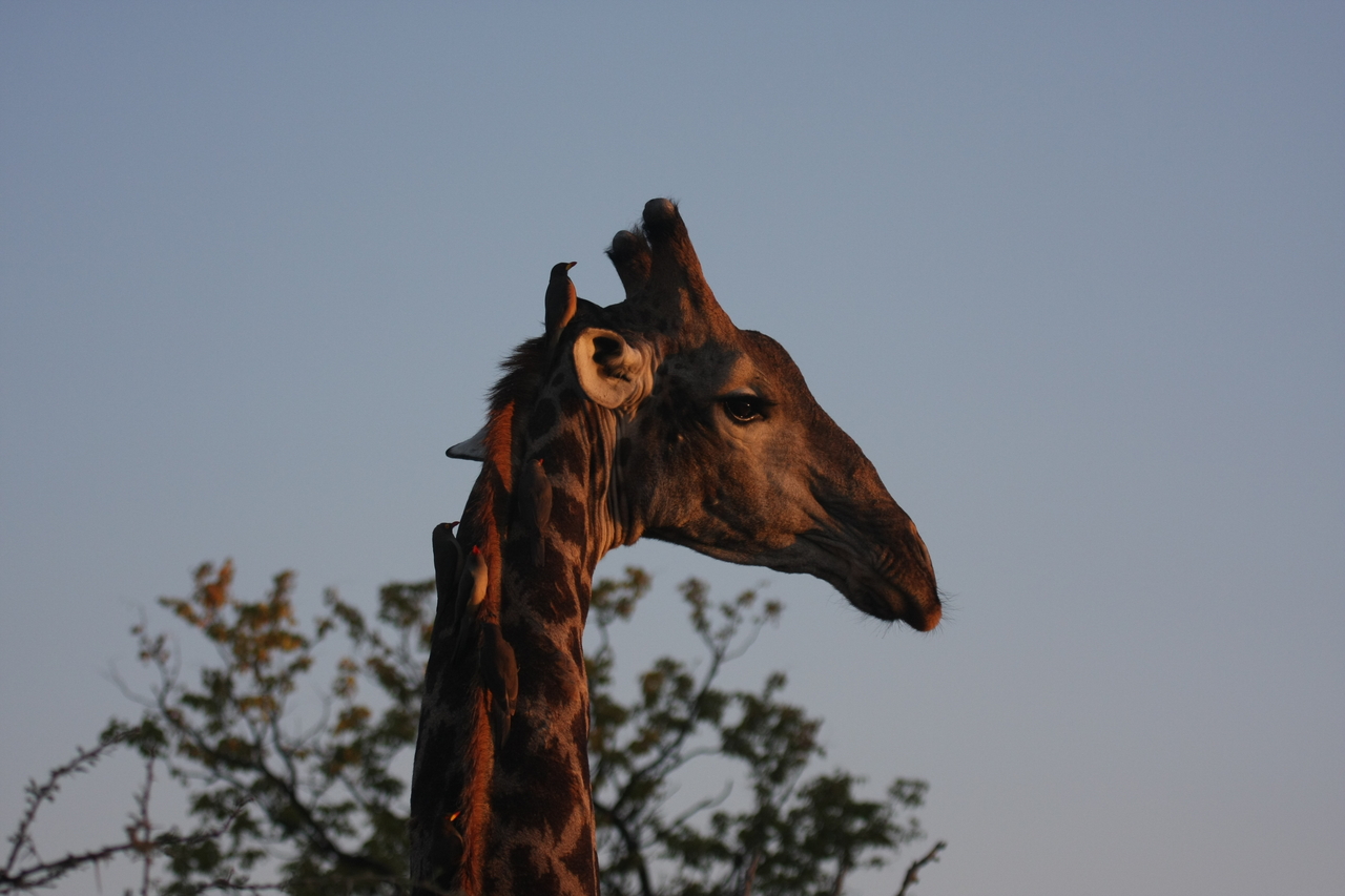 [22448] 2016_06_30_01_20_40_Africa_Canon_EOS_40D_IMG__11176.jpg