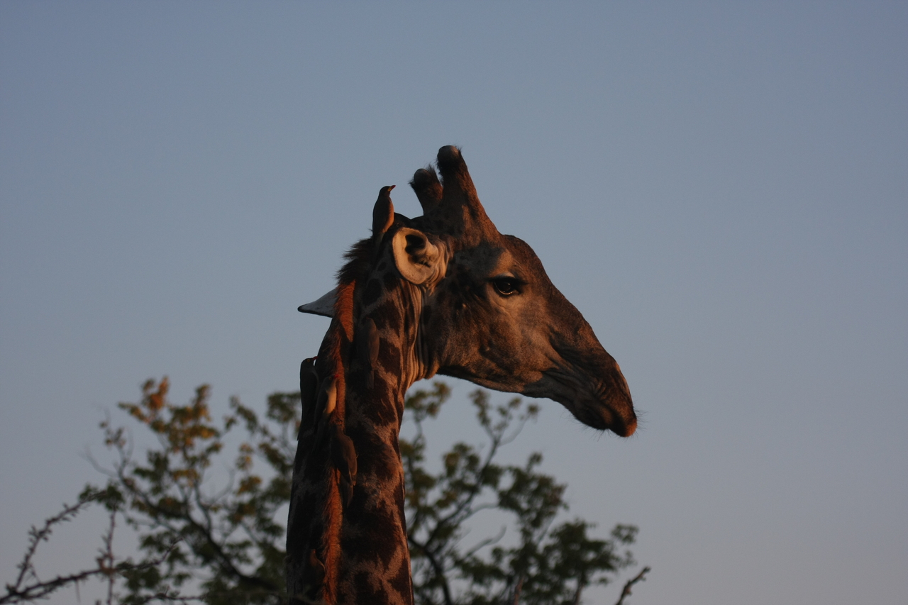 [22450] 2016_06_30_01_20_40_Africa_Canon_EOS_40D_IMG__11980.jpg