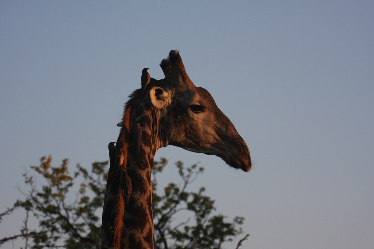 [22455] 2016_06_30_01_20_41_Africa_Canon_EOS_40D_IMG__11187.jpg