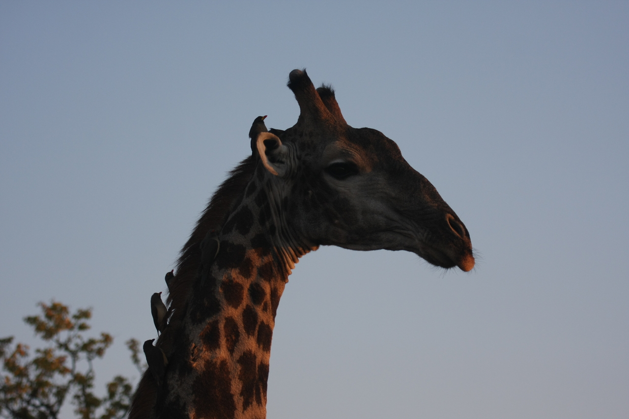 [22459] 2016_06_30_01_20_42_Africa_Canon_EOS_40D_IMG__11209.jpg